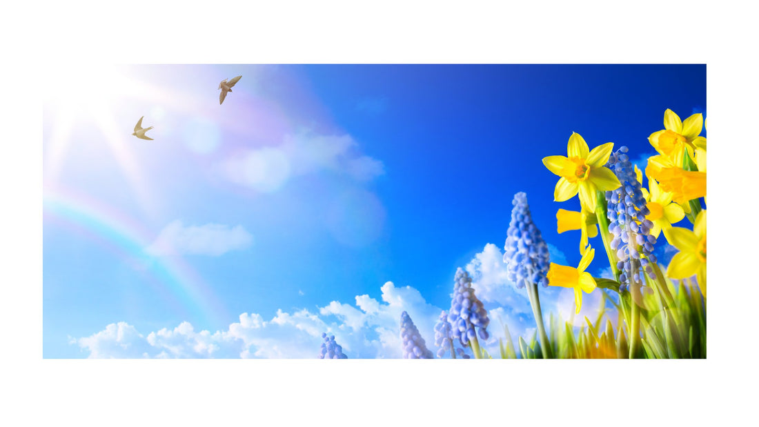 Springtime Earthing: Reconnect with Nature and Restore Your Wellbeing - GroundedKiwi.nz