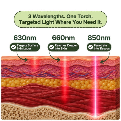 Diagram of red light therapy torch wavelengths 630nm, 660nm and 850nm reaching skin, fat and muscle