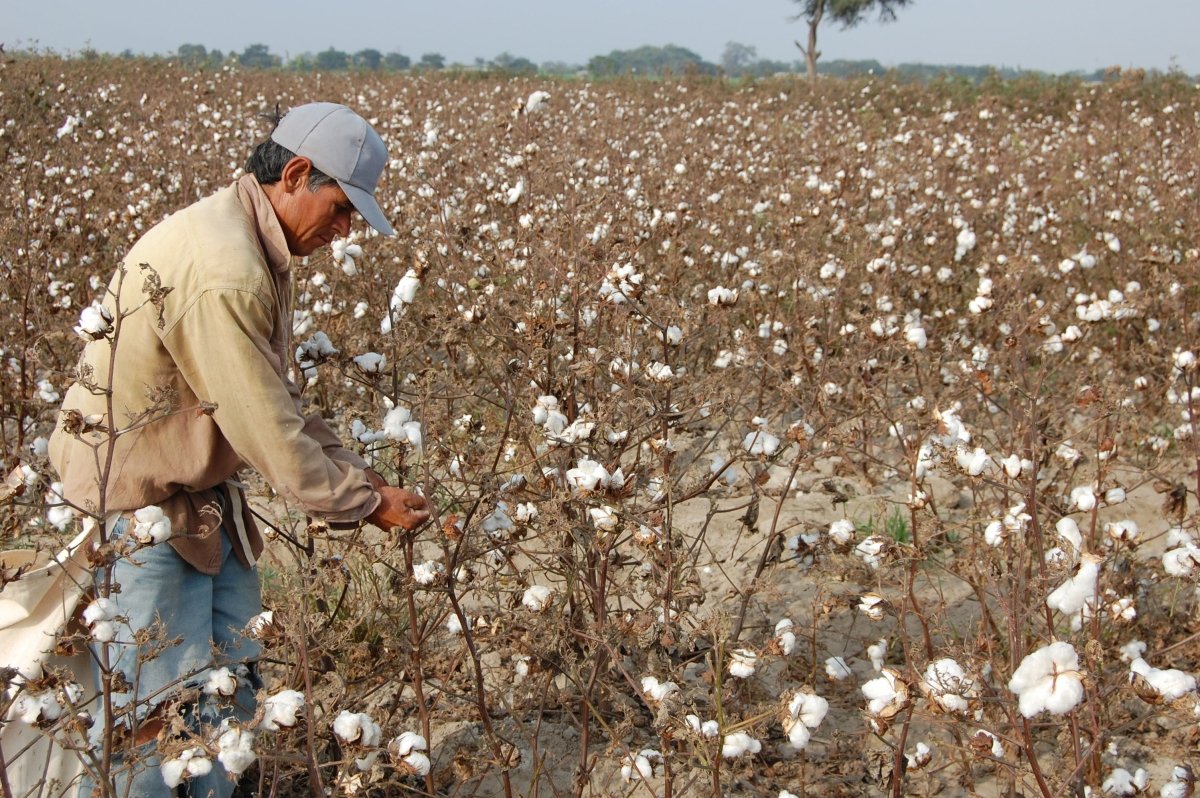Organic Pima Cotton Tee - Men's Cedar - GroundedKiwi.nz cedarclothingcotton