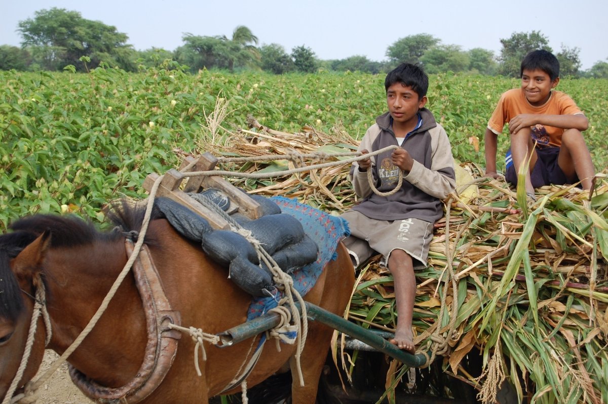 Organic Pima Cotton Tee - Men's White - GroundedKiwi.nz clothingcottoncrew