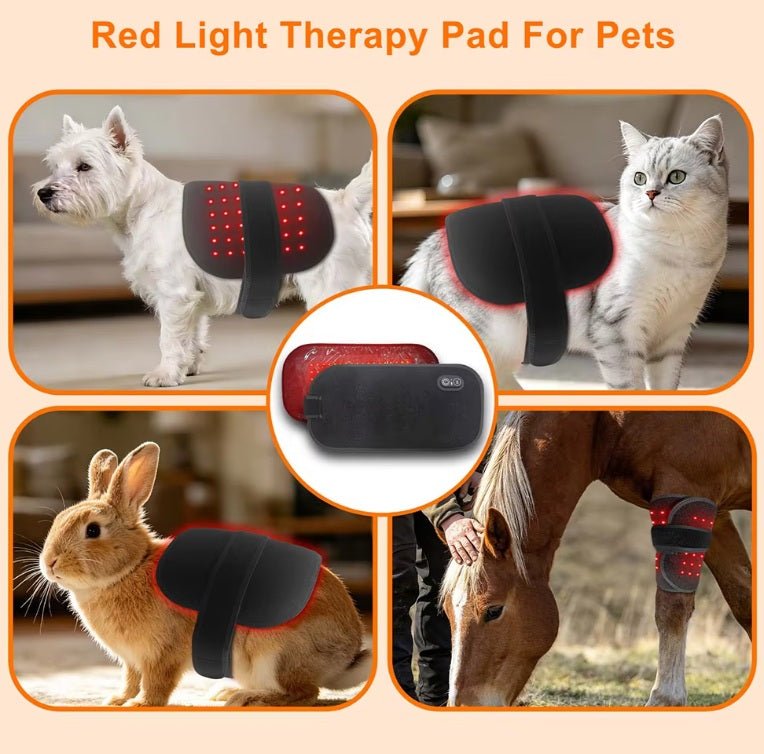 Red Light Therapy Pad for Dogs, Horses & Humans - GroundedKiwi.nzred light therapy red light therapybandbeltcat