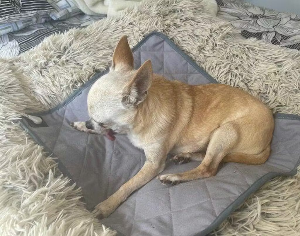 Earthing Seat Quilted Pad - Compact 40x43cm